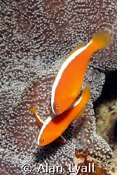 Orange skunk anemonefish - family of three - Canon EOS350... by Alan Lyall 